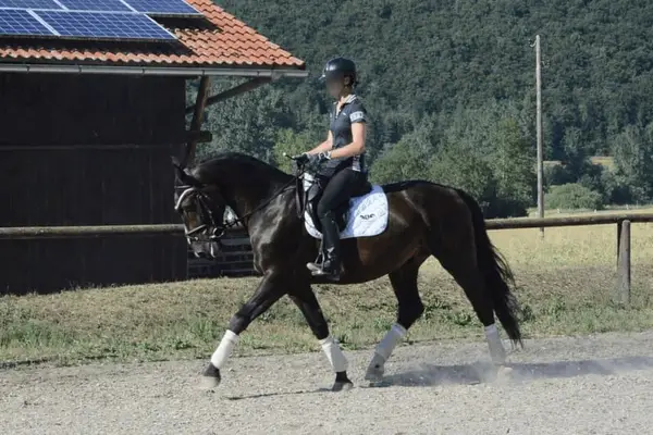 Wunderschöner schwarzbrauner Allrounder mit bester Einstellung