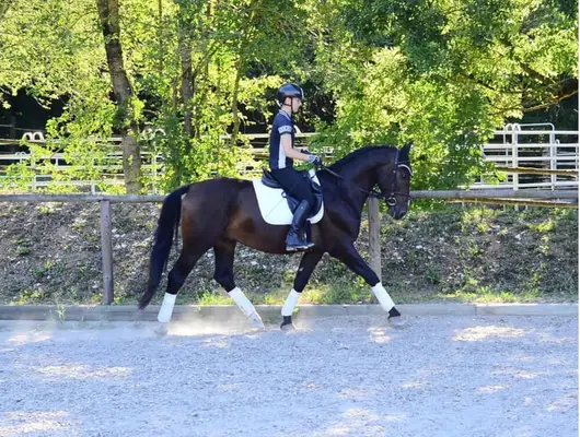 Wunderschöner schwarzbrauner Allrounder mit bester Einstellung