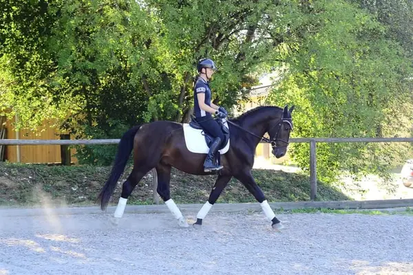 Wunderschöner schwarzbrauner Allrounder mit bester Einstellung
