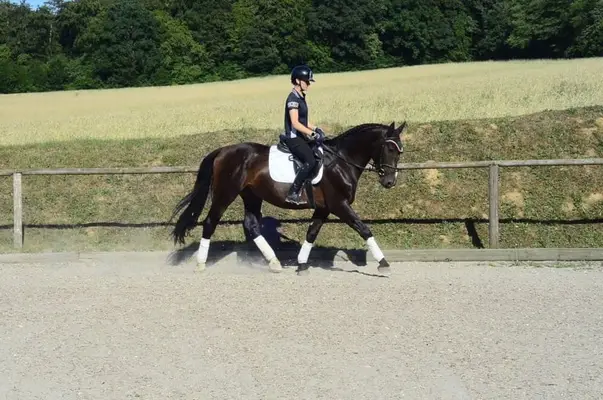Wunderschöner schwarzbrauner Allrounder mit bester Einstellung