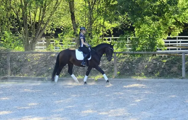 Wunderschöner schwarzbrauner Allrounder mit bester Einstellung