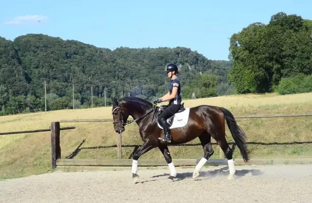 Wunderschöner schwarzbrauner Allrounder mit bester Einstellung