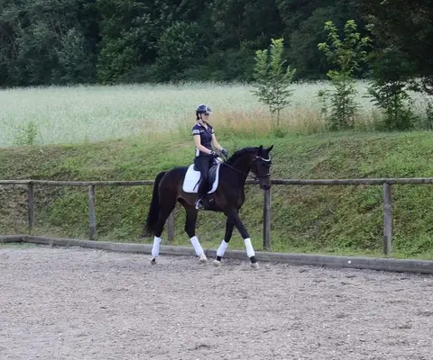 Tolles Nachwuchsdressurpferd mit top Charakter