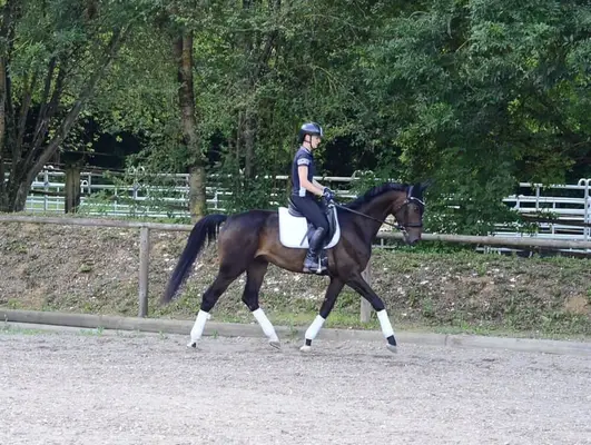Tolles Nachwuchsdressurpferd mit top Charakter