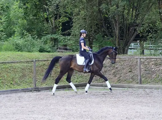 Tolles Nachwuchsdressurpferd mit top Charakter