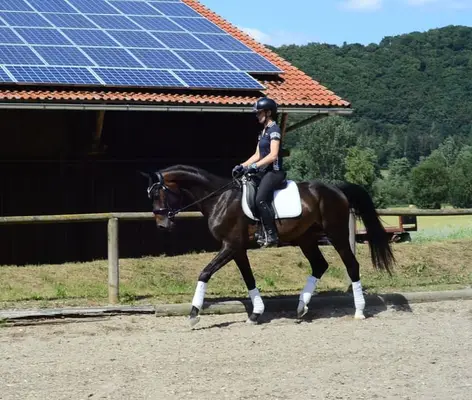 Tolles Nachwuchsdressurpferd mit top Charakter