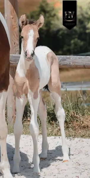 Hengst KWPN, Isabelle, Tobiano