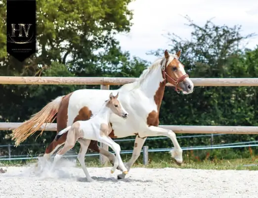 Hengst KWPN, Isabelle, Tobiano