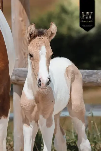 Hengst KWPN, Isabelle, Tobiano