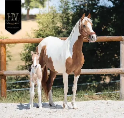 Hengst KWPN, Isabelle, Tobiano