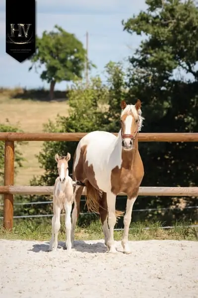 Hengst KWPN, Isabelle, Tobiano