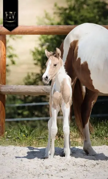 Hengst KWPN, Isabelle, Tobiano