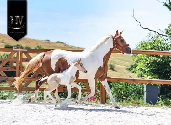 Hengst KWPN, Isabelle, Tobiano