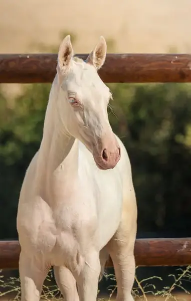 Lusitanian Filly Crème