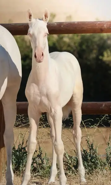 Lusitanian Filly Crème