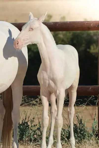 Lusitanian Filly Crème