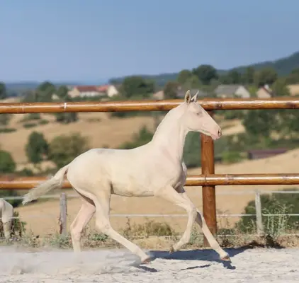 Lusitanian Filly Crème
