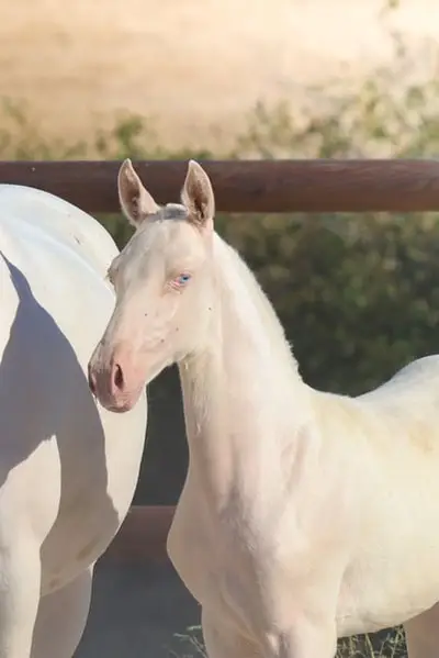 Lusitanian Filly Crème