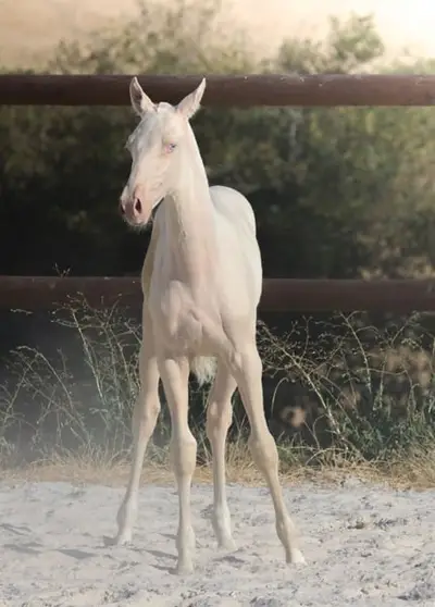 Lusitanian Filly Crème