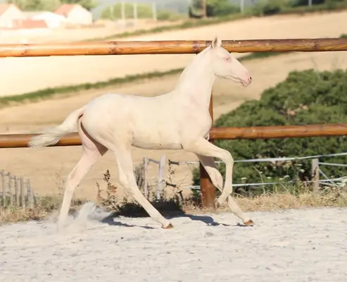 Lusitanian Filly Crème