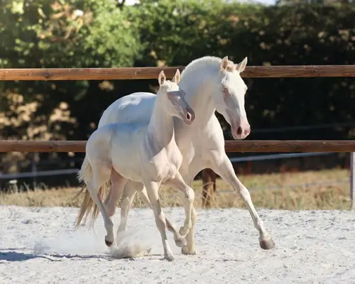 Lusitanian Filly Crème