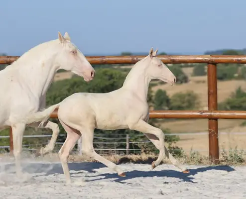 Lusitanian Filly Crème