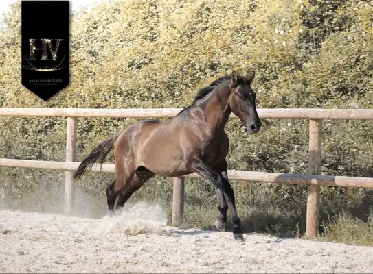 Hengst, Grullo PSL x KWPN