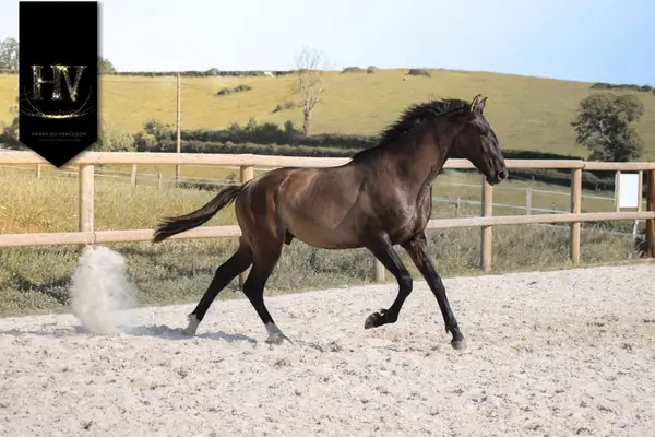 Hengst, Grullo PSL x KWPN