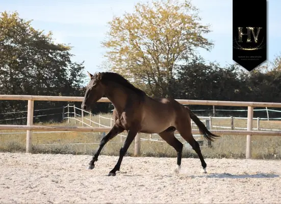 Hengst, Grullo PSL x KWPN