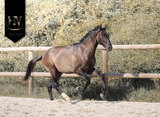 Hengst, Grullo PSL x KWPN