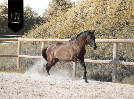 Hengst, Grullo PSL x KWPN