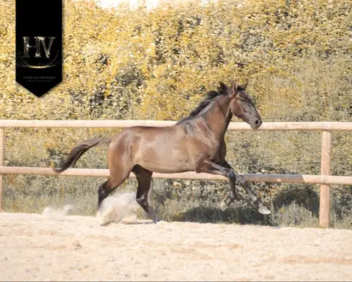 Hengst, Grullo PSL x KWPN