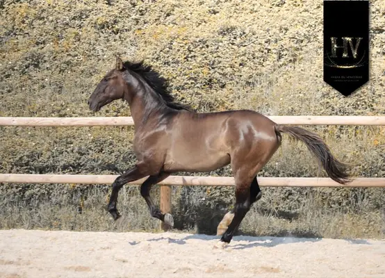 Hengst, Grullo PSL x KWPN