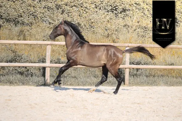 Hengst, Grullo PSL x KWPN