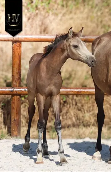 Hengst Kwpn Isabelle, sired by Quaterhit x Desperados FRH