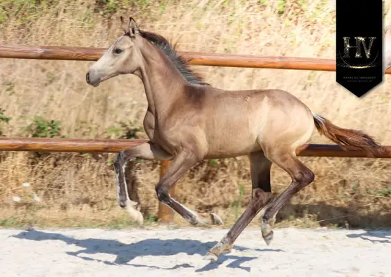 Hengst Kwpn Isabelle, sired by Quaterhit x Desperados FRH