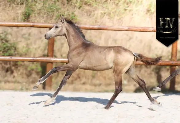 Hengst Kwpn Isabelle, sired by Quaterhit x Desperados FRH