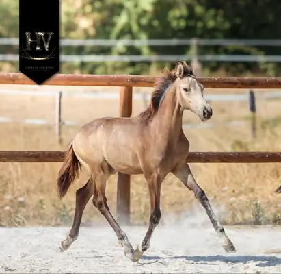 Hengst Kwpn Isabelle, sired by Quaterhit x Desperados FRH