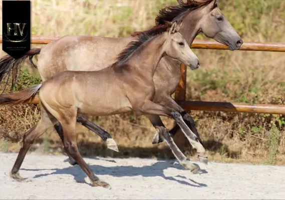 Hengst Kwpn Isabelle, sired by Quaterhit x Desperados FRH