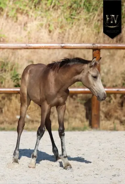 Hengst Kwpn Isabelle, sired by Quaterhit x Desperados FRH