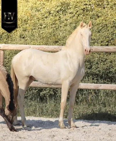 Crème Lusitanian Foal