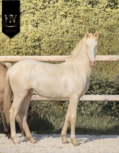 Crème Lusitanian Foal