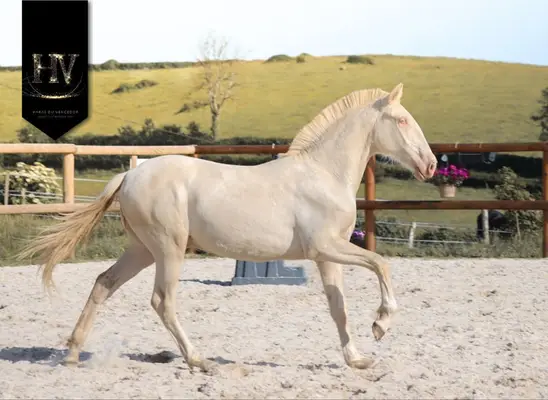 Crème Lusitanian Foal