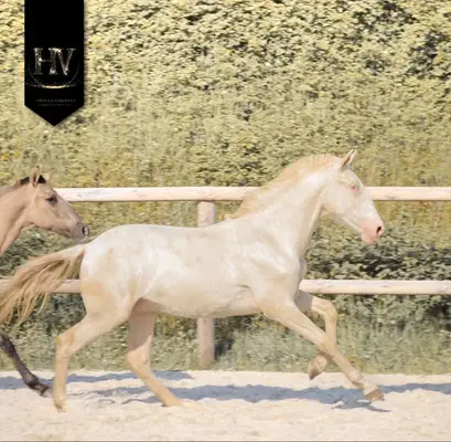 Crème Lusitanian Foal