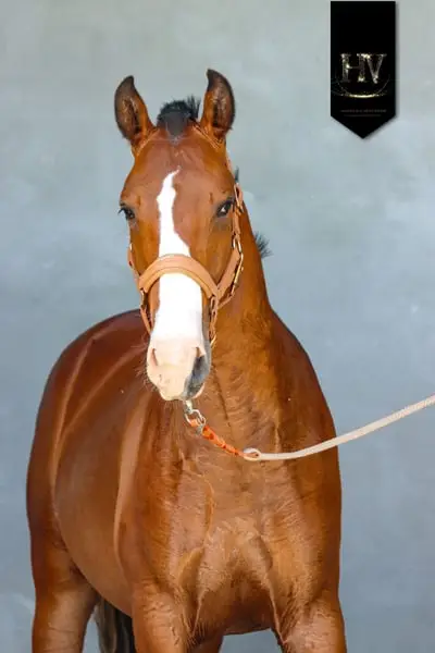 Pur Sang Lusitanian by Ouro JCL out of Esperta Sernadinha