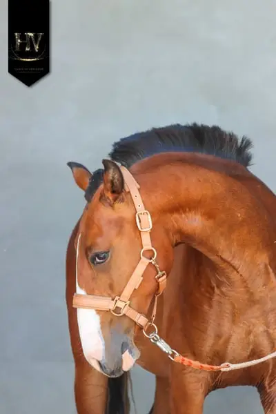 Pur Sang Lusitanian by Ouro JCL out of Esperta Sernadinha