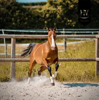Pur Sang Lusitanian by Ouro JCL out of Esperta Sernadinha