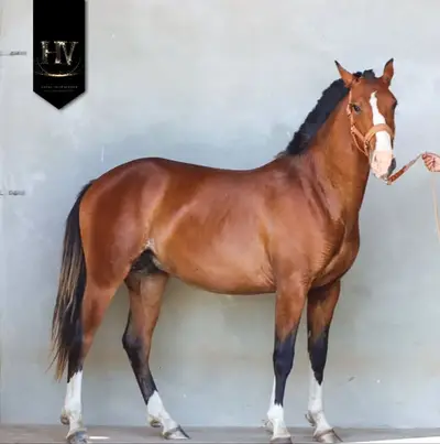 Pur Sang Lusitanian by Ouro JCL out of Esperta Sernadinha