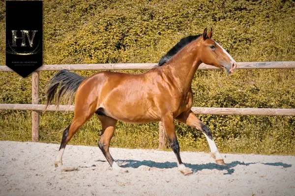 Pur Sang Lusitanian by Ouro JCL out of Esperta Sernadinha