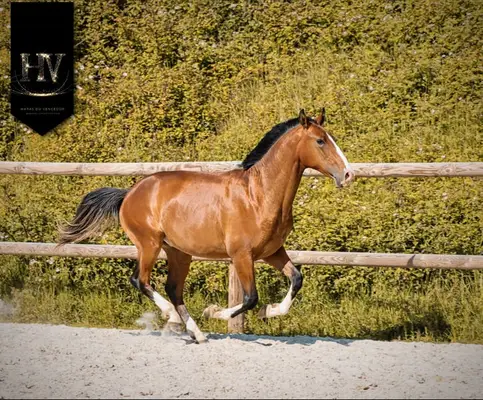 Pur Sang Lusitanian by Ouro JCL out of Esperta Sernadinha
